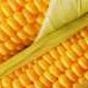 Кукуруза, Милениум МВ фото