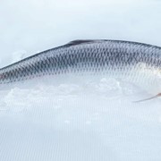 Рыба Сельдь 300+ фото