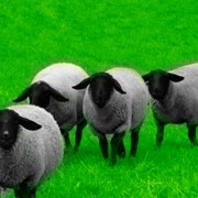Разведение овец романовской породы на шерсть и мясо-бизнес план.