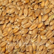 Зерно пшеницы (фуражное) фото