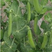 Семена зеленых овощей фотография