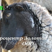 Овцы романовской породы в Украине, цена от производителя, фото фотография