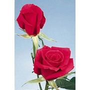 Роза redfrance фото