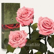 Три долгосвежих розы Розовый Кварц в подарочной упаковке фото