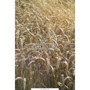 Пшеница продовольственная 5-го класса фотография