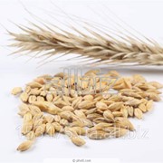 Импорт, обработка и продажа семена кукурузы, сои, пшеницы и ячменя с лучшей генетикой фото