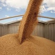 ЖД перевозка пшеницы в Костанае фото