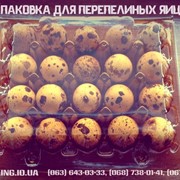 Упаковка для перепелиных яиц, пластиковая упаковка под перепелиные яйца фото