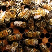 Пчелиные семьи фотография