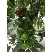 Семена томатов Виагра фотография