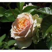 Саженцы однолетних роз La Calissonne фото