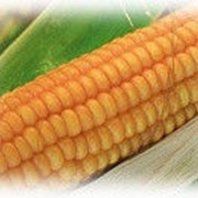 Гибрид кукурузы Эс Пароли