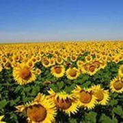 Заразихоустойчивые гибриды подсолнечника для посева фото