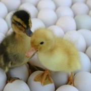 Инкубационные яйца утки