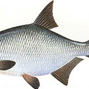 Рыба густера фото