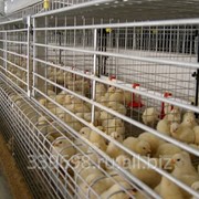 Клеточное оборудование производства Valli S.p.A. для выращивания молдняка фото