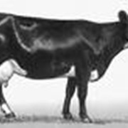 Скот крупный рогатый молочный (КРС) фото