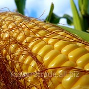 Кукуруза Максалия семена фото