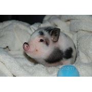 Комбикорм для свиней фотография