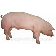 БМВД финишер для свиней Trouw Nutrition﻿ (Hendrix) (60-110 кг) 10%, 25 кг