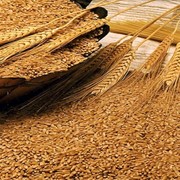 Пшеница мягких сортов