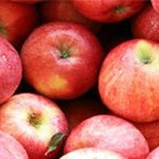 Фунгициды Мерпан СП фото