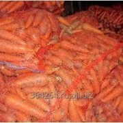 Морковь Абако и Кардоба фото