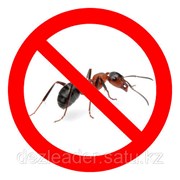 Уничтожение муравьев Алматы фото