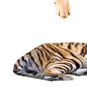 Вакцинация животных Киев от компании Уссурийский тигр, ООО