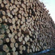 Лесозаготовки фото
