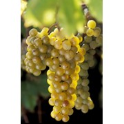 Саженцы морозоустойчивого винограда Ла Креснт фото