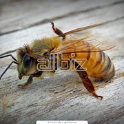 Разведение пчел фото