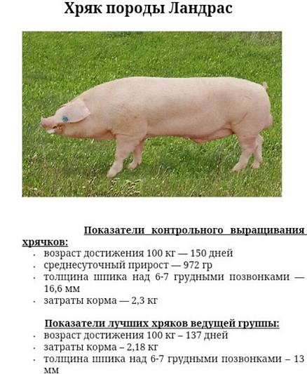 порода свиней ландрас дюрок.