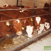 Пробиотик для бычков и КРС на откорме от Нетто Пласт