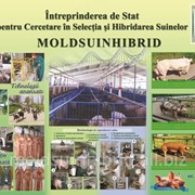 Porci de vanzare in Moldova