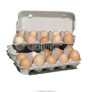 Куриные яйца оптом Киев фото