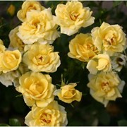 Розы почвопокровные "Еллоу Фейри"