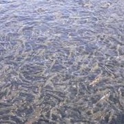 Разведение форели фото