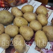 Картофель урожай 2015 года фотография