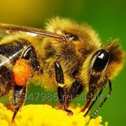 Пчёлы-Карпатка фото