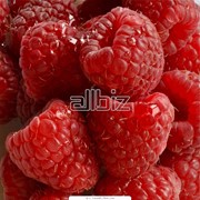 Малина ягоды и саженцы от производителя