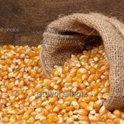 Кукуруза фото