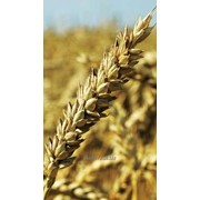 Семена пшеницы мягкой озимой, сорт Скипетр