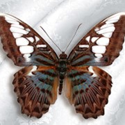 Бабочка Parthenos Sylvia Lilacinus фото