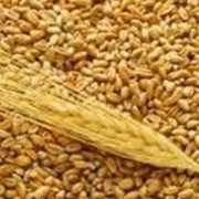 Пшеница фуражная 5 класс