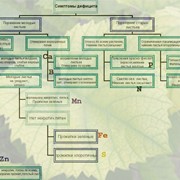 Коректор живлення РЕАКОМ–ПЛЮС–Фосфор Актив. Каністра 20л фото