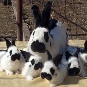 Кролики пестрые фото