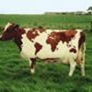Скот крупный рогатый молочный (КРС)