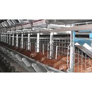 Клеточное оборудования для выращивания промышленного стада кур-несушек