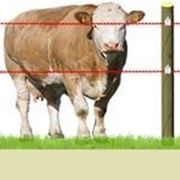 Электропастухи для КРС коров фотография
